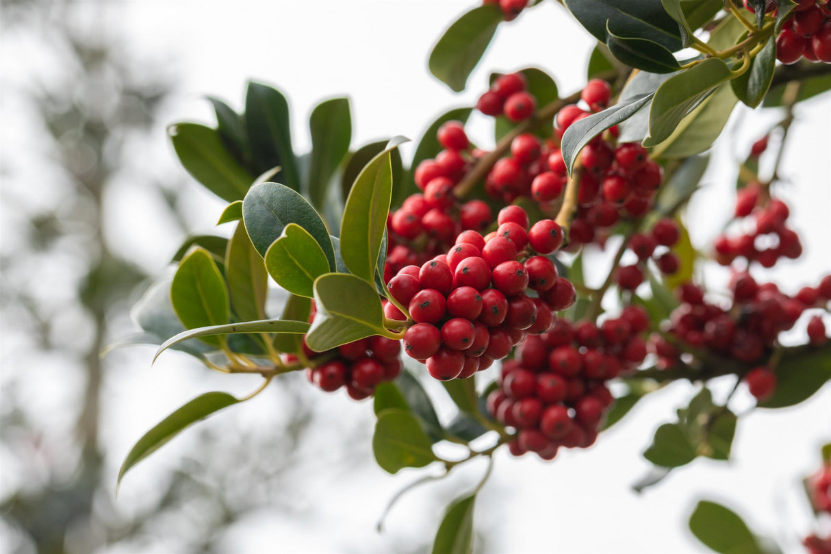 Ilex aquif. 'J. C. van Tol' mit Früchten, erhältlich von 40-60 bis 200-225 cm ;;ab 30,40 Euro