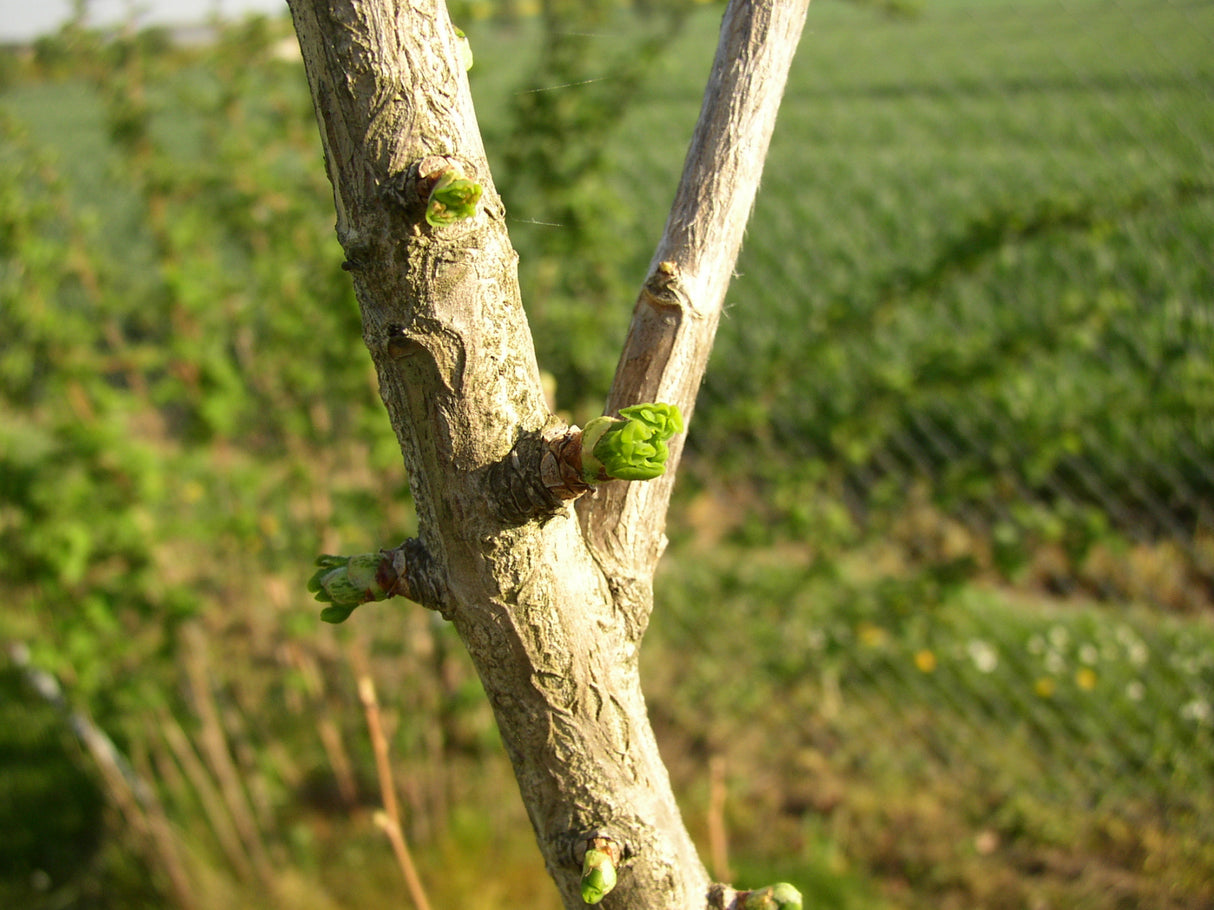 Ginkgobaum Rinde, erhältlich als: Solitär, Hochstamm ; Einsatz: Zierbaum ; Pluspunkt: gute Winterhärte;;günstig mit Qualität