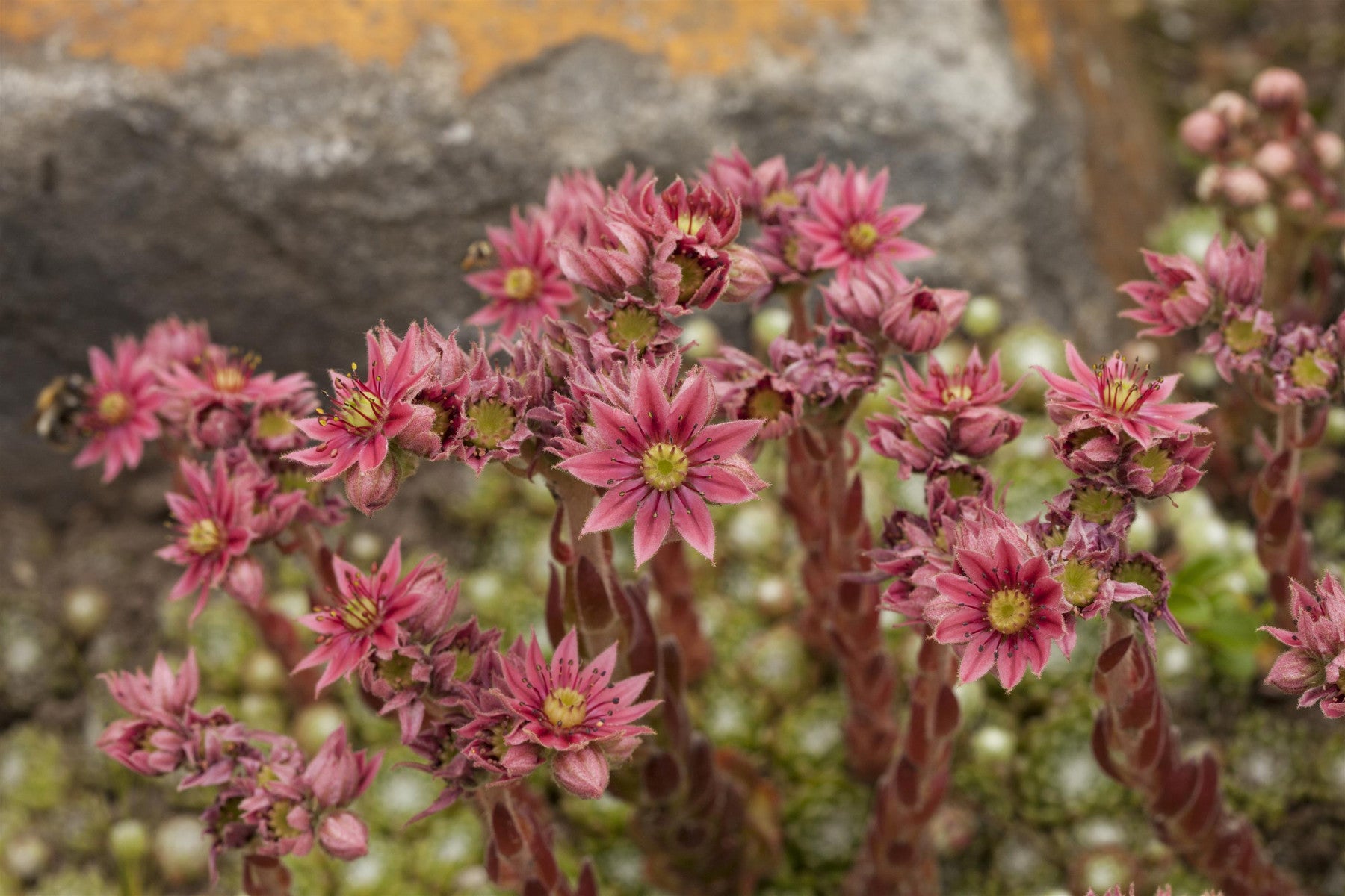 Sempervivum arachn. ssp. tomentosum (Spinnwebige Steinrose)