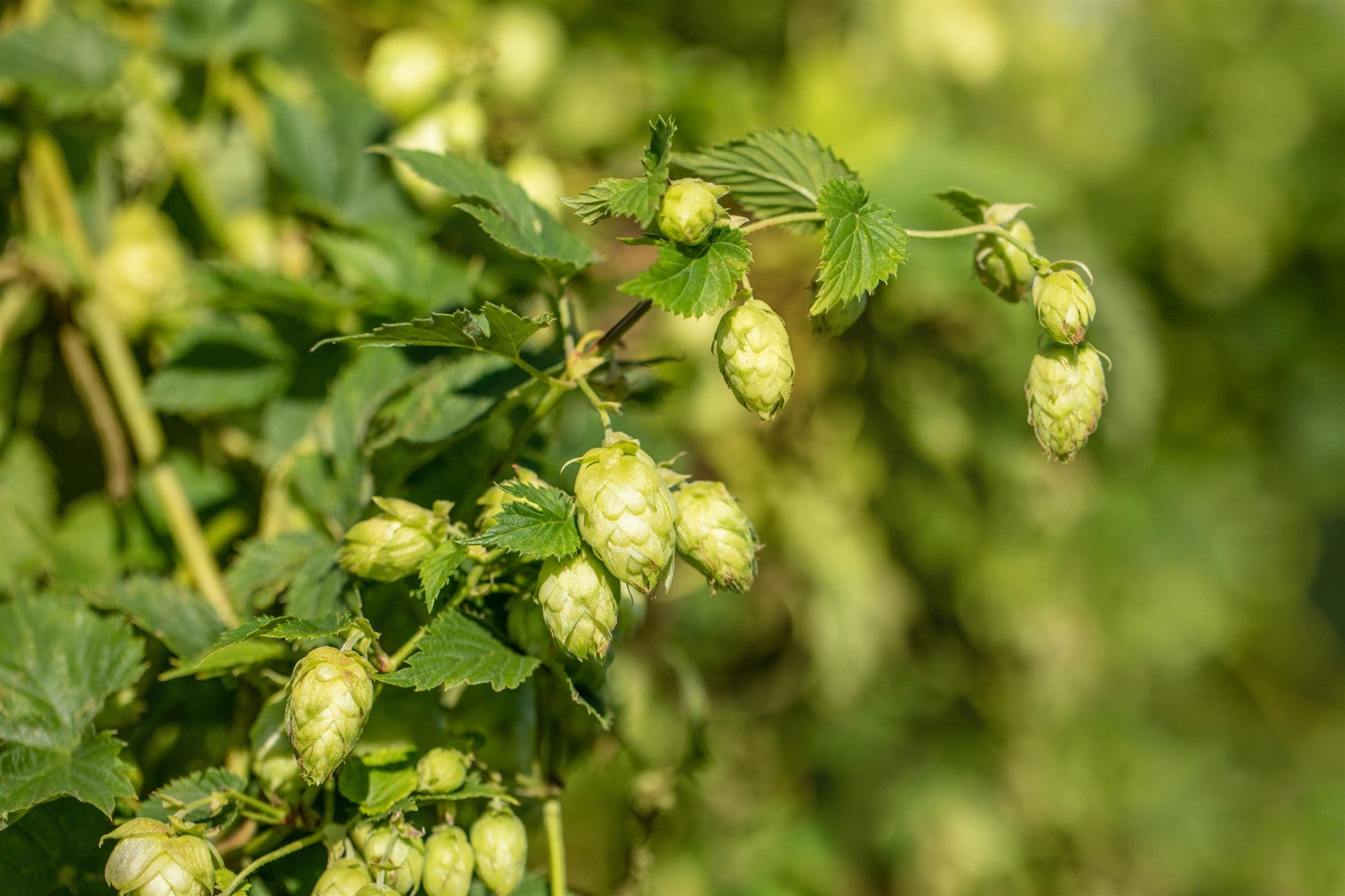 Humulus lupulus (Wilder Hopfen)