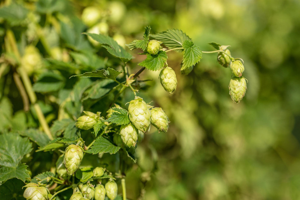 Humulus lupulus ;;ab 8,65 Euro