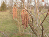 Corylus maxima 'Purpurea' mit Früchten, erhältlich von 40-60 bis 150-200 cm ;;ab 12,50 Euro