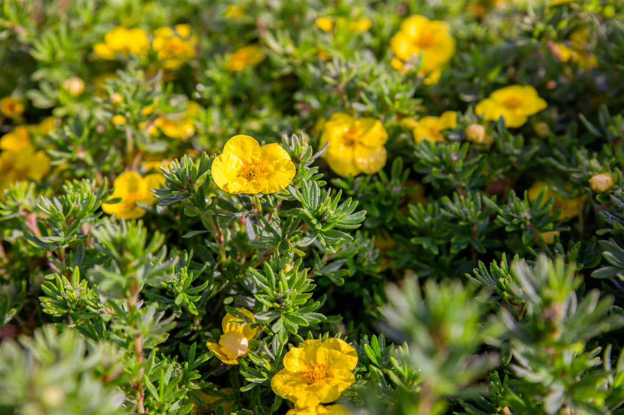 Potentilla 'Hachmann's Gigant' mit Blüte, erhältlich von 20-30 bis 40-60 cm ;;ab 4,10 Euro