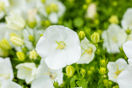 Campanula carp. 'Weiße Clips' mit Blüte ;;ab 3,30 Euro