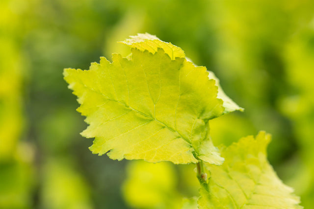 Ulmus hollandica 'Dodoens' mit Sommerbelaubung, erhältlich von 270-330 bis 450-650 cm ;;ab 248,00 Euro