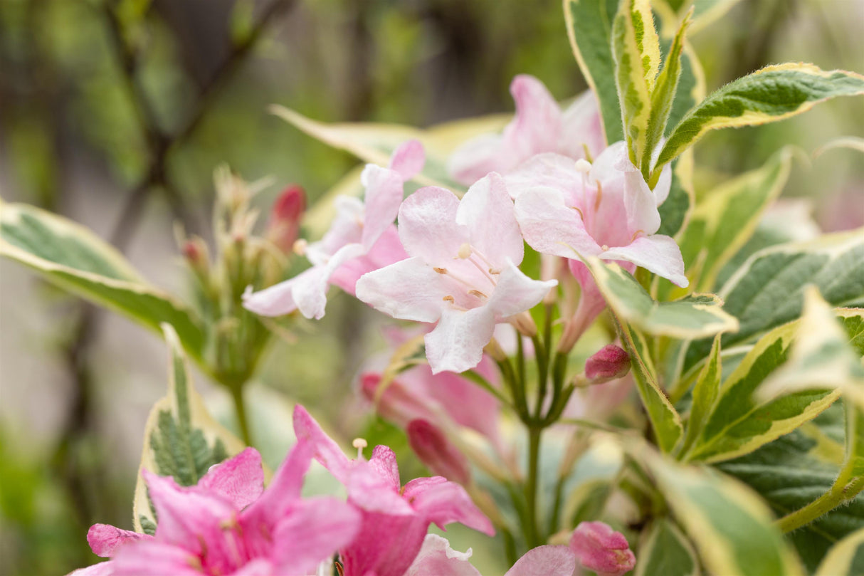 Weigela florida 'Variegata' mit Blüte, erhältlich von 40-60 bis 40-60 cm ;;ab 18,90 Euro