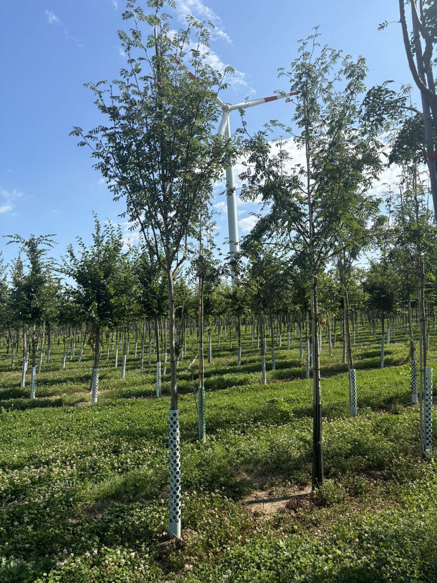 Vogelbeerbaum , erhältlich als: Hochstamm, Sämling, Heister, leichte Heister, Solitär, verschulte Heister, Alleebaum ; Pluspunkt: bienenweide;;günstig mit Qualität