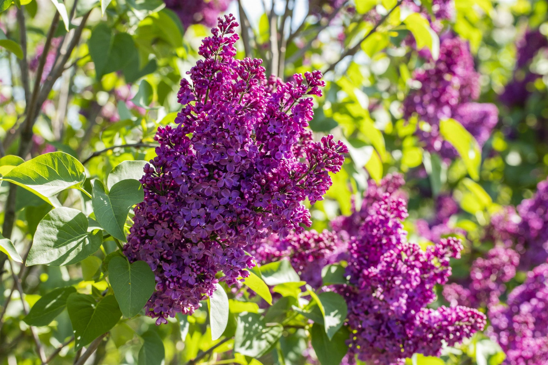 Syringa vulg. 'Andenken an Ludwig Späth' (Edelflieder 'Andenken an Ludwig Späth')