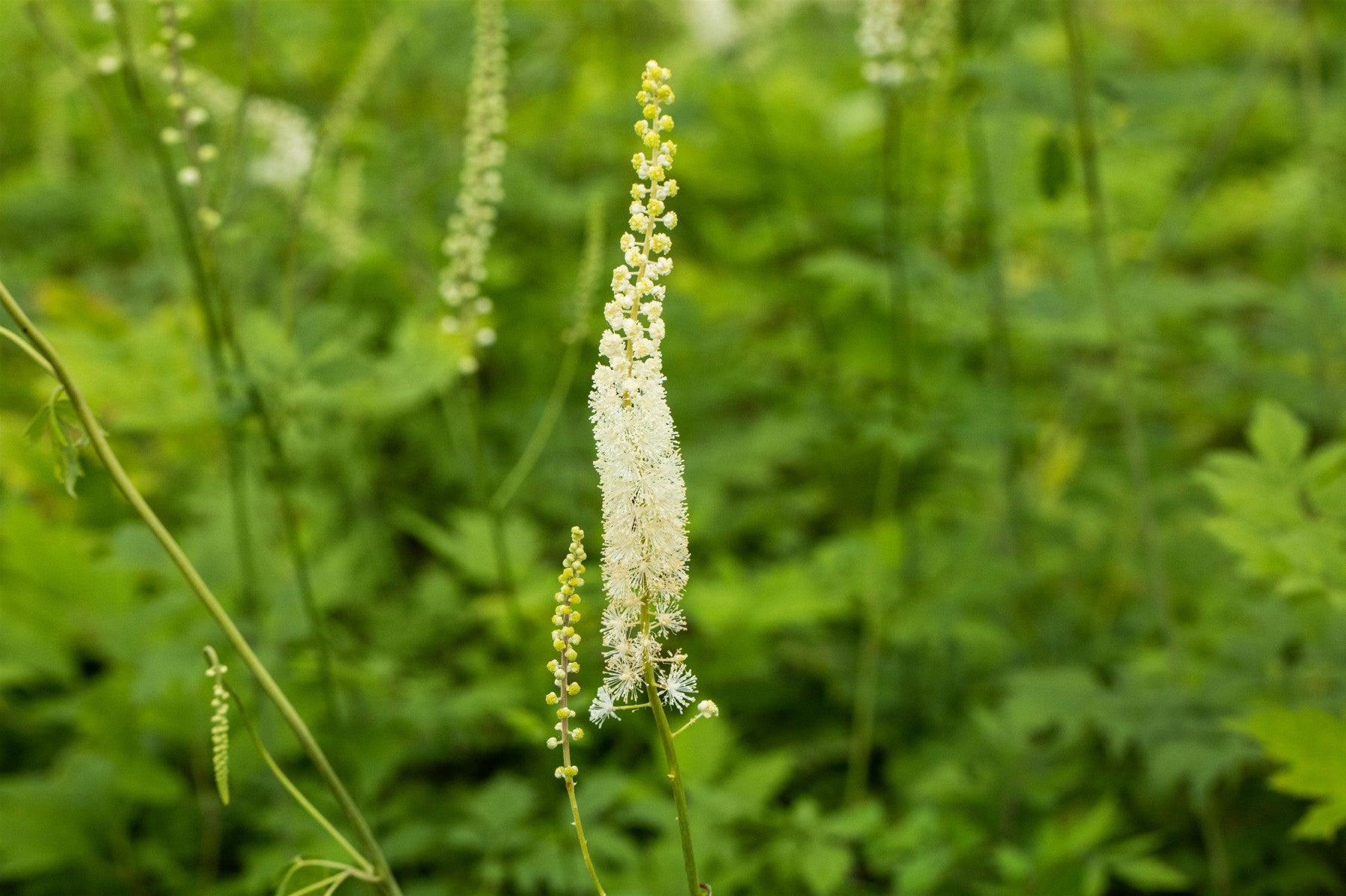 Cimicifuga racemosa (Juli-Silberkerze)