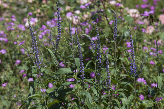 Veronica spicata als Pflanze im Beet ;;ab 4,30 Euro