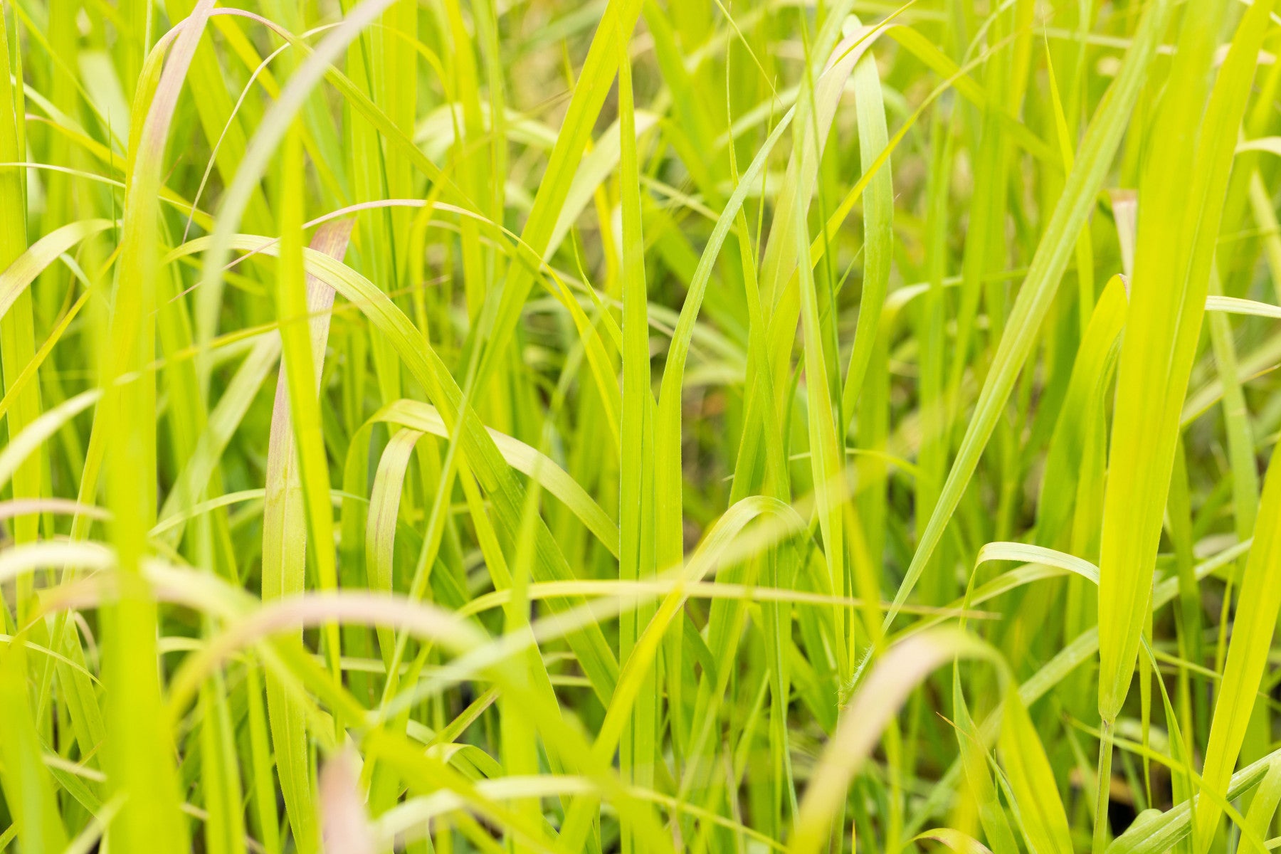 Panicum virgatum 'Heavy Metal' (Garten-Ruten-Hirse)