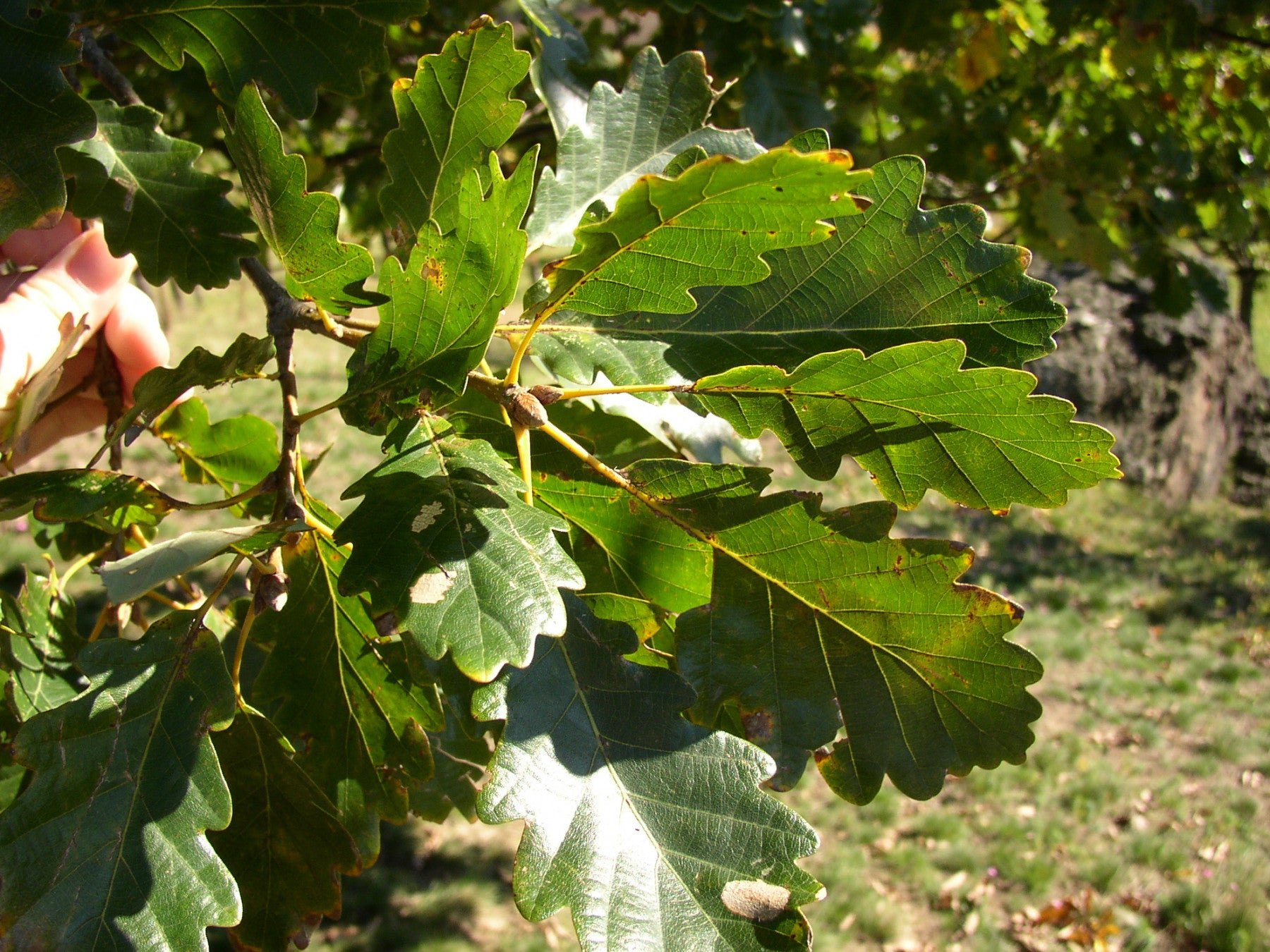 Quercus petraea VkG 3 (Trauben-Eiche)