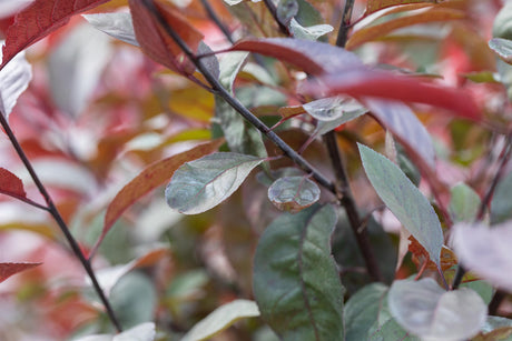 Prunus padus 'Colorata' mit Belaubung, erhältlich von 270-330 bis 450-650 cm ;;ab 248,00 Euro