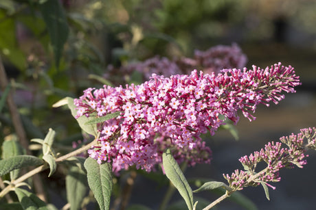 Buddleja davidii 'Pink Delight' mit Blüte, erhältlich von 60-100 bis 125-150 cm ;;ab 13,00 Euro