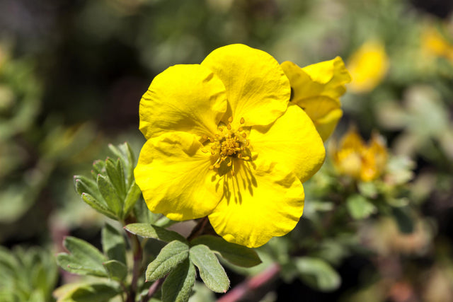 Potentilla 'Sommerflor' , erhältlich von 20-30 bis 40-60 cm ;;ab 4,10 Euro