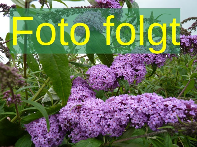 Buddleja 'White Ball' (Sommerflieder 'White Ball')