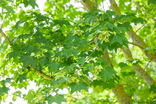 Acer cappadocicum 'Rubrum' mit Sommerbelaubung, erhältlich von 125-150 bis 450-650 cm ;;ab 91,00 Euro