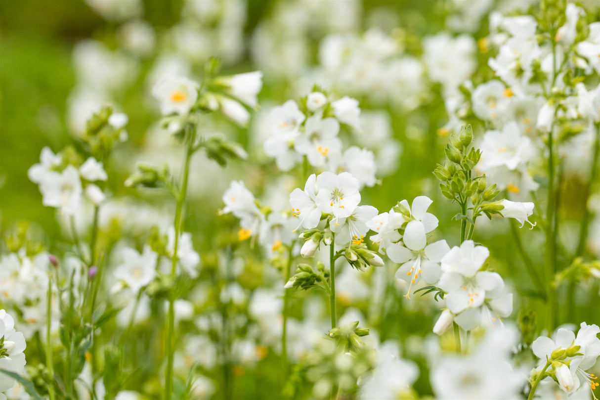 Polemonium caeruleum 'Album' mit Blüte ;;ab 3,35 Euro