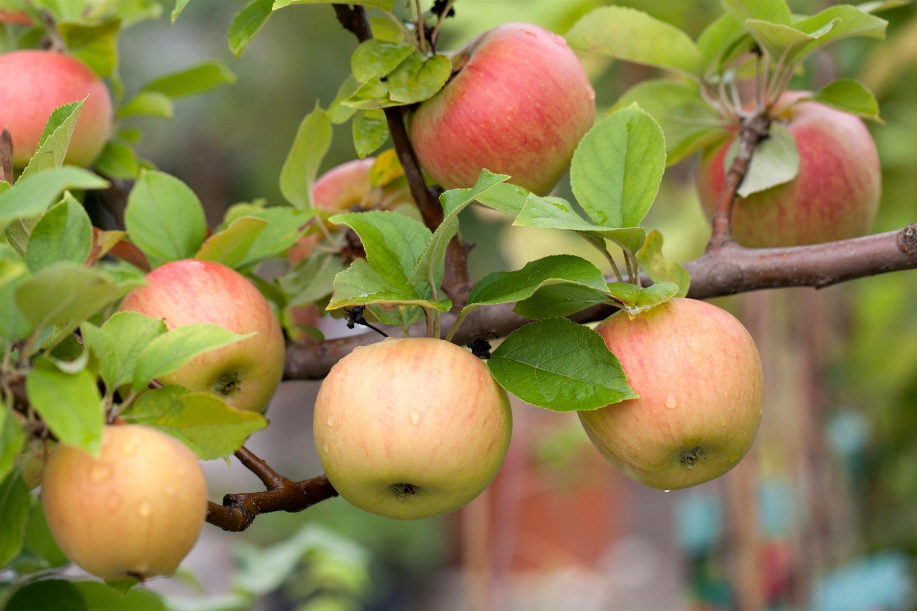 Malus 'Goldparmäne' (Apfel 'Goldparmäne' mittel)