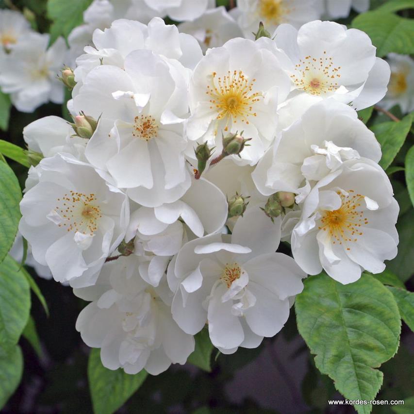 Rosa 'Bobby James' KL mit Blüte ;;ab 11,80 Euro