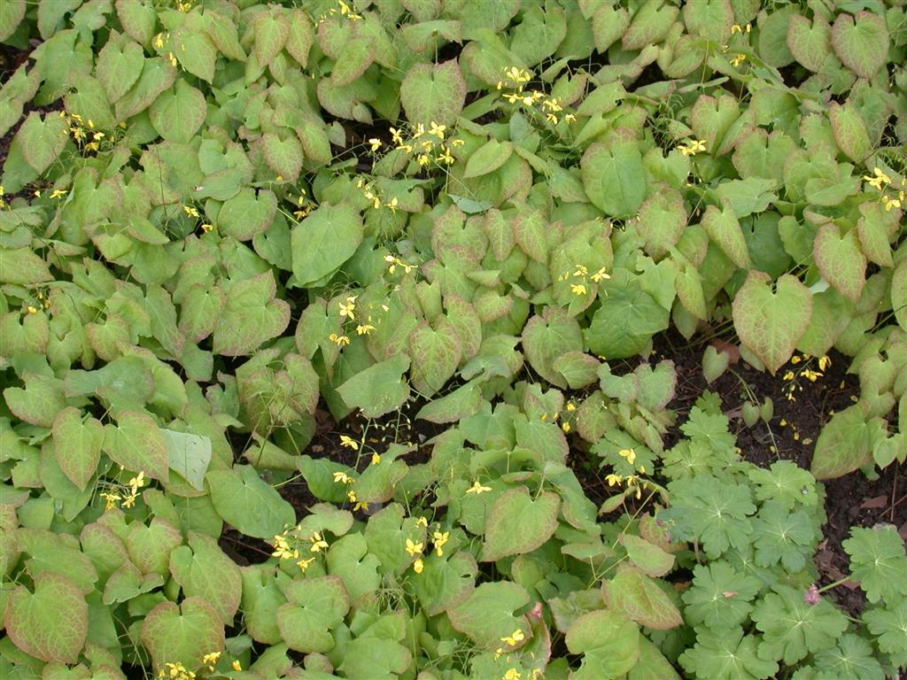 Epimedium x versicolor als Pflanze im Beet ;;ab 4,80 Euro