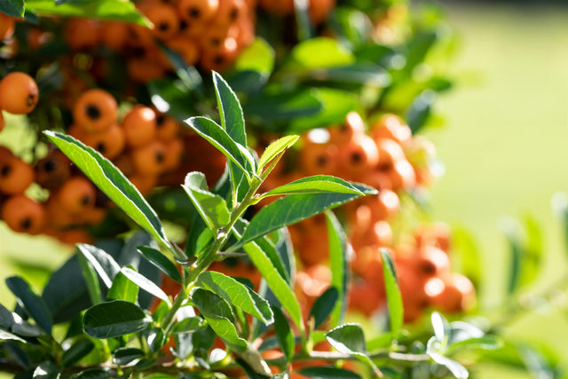 Pyracantha 'Praecox' mit Früchten, erhältlich von 40-60 bis 150-175 cm ;;ab 16,90 Euro