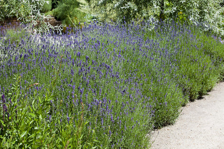 Lavandula angustifolia als Pflanze im Beet ;;ab 2,96 Euro