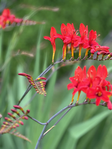 Crocosmia x crocosmiiflora 'Lucifer' mit Blüte ;;ab 6,40 Euro