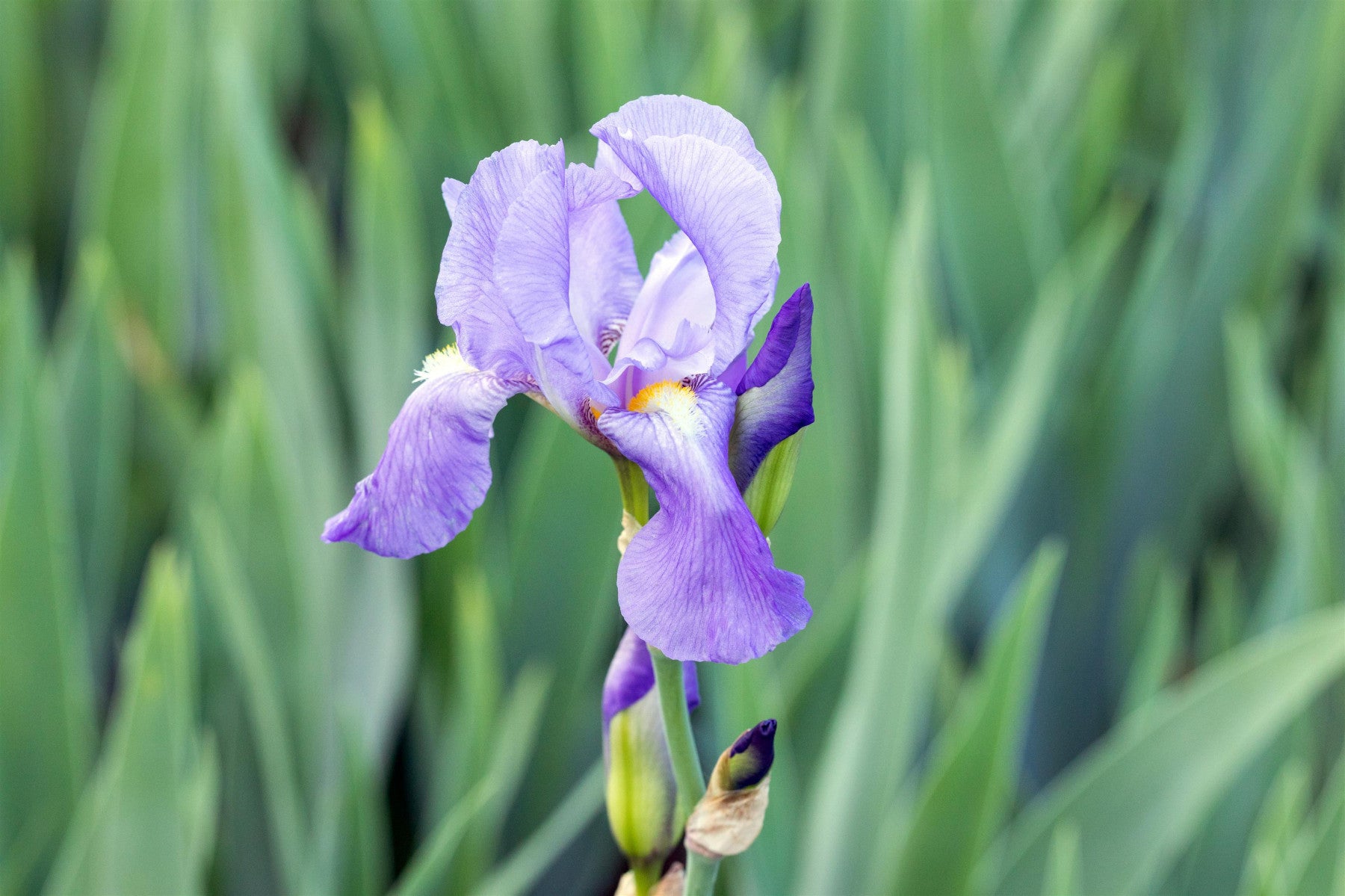 Iris pallida var. dalmatica (Dalmatinische Schwertlilie)