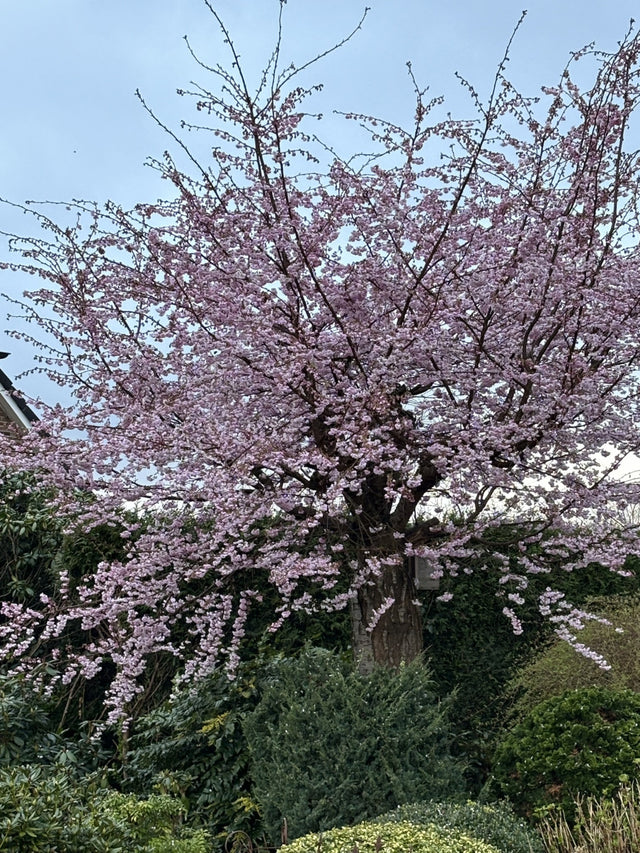 Prunus subhirtella 'Accolade' mit Blüte, erhältlich von 60-100 bis 450-650 cm ;;ab 16,60 Euro