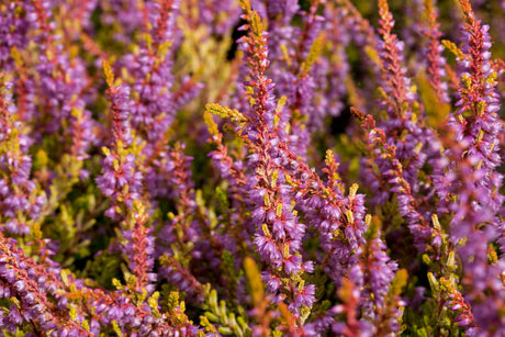 Calluna vulgaris 'Boskoop' ;;ab 2,31 Euro