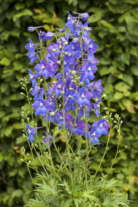 Delphinium x bellad. 'Atlantis' mit Blüte ;;ab 9,30 Euro