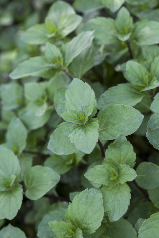 Mentha i. S. mit Blüte ;;ab 4,30 Euro