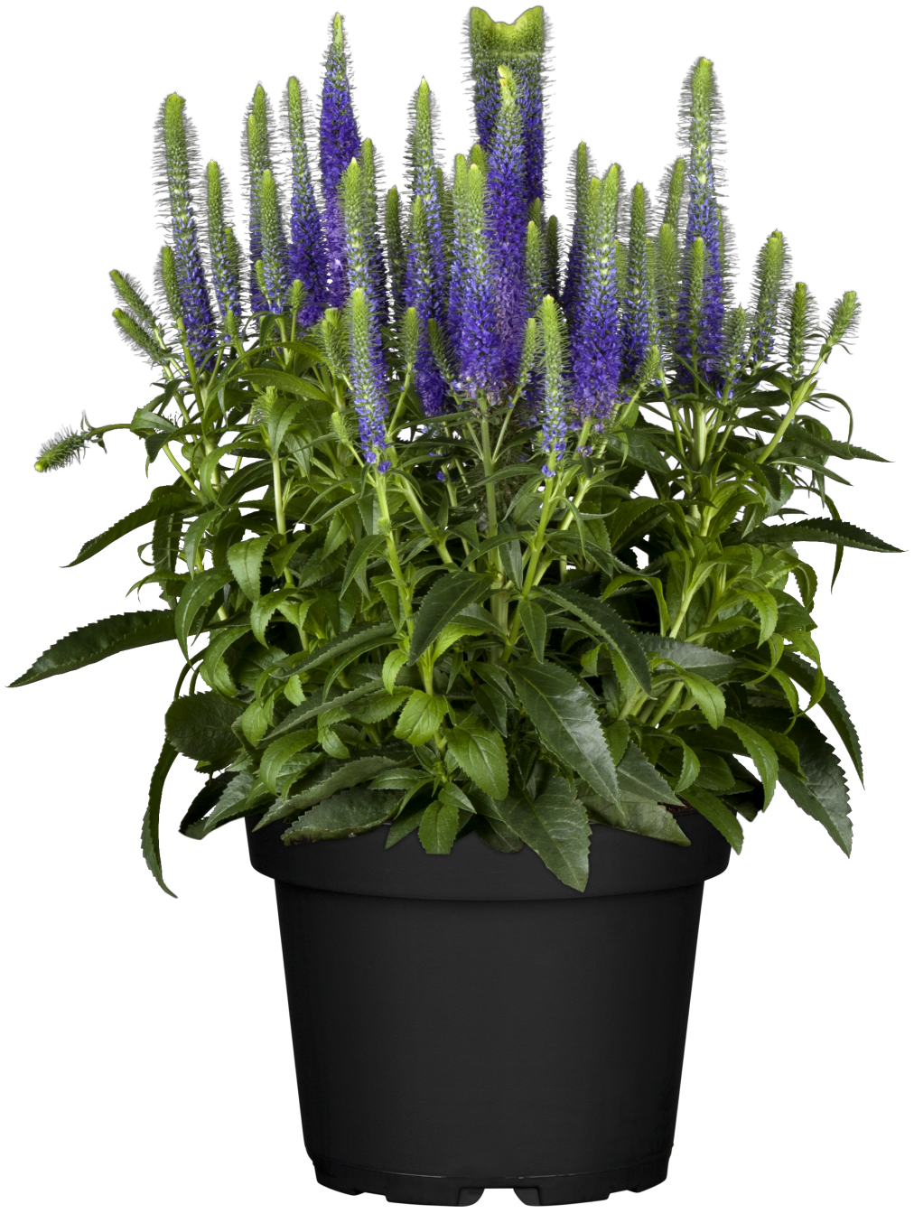 Veronica spicata 'Ulster Dwarf Blue' im Topf ;;ab 6,25 Euro