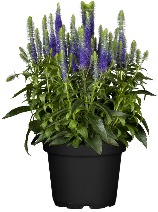 Veronica spicata 'Ulster Dwarf Blue' im Topf ;;ab 6,25 Euro