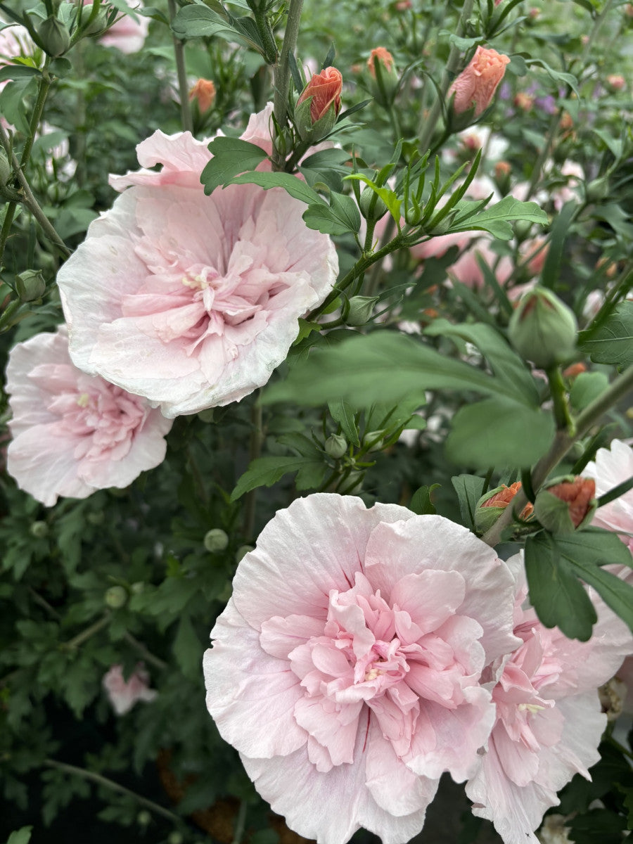 Hibiscus syriacus 'Pink Chiffon' (Roseneibisch 'Pink Chiffon' -R- -S)