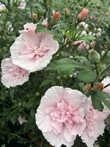 Hibiscus syriacus 'Pink Chiffon' mit Blüte, erhältlich von 100-125 bis 200-250 cm ;;ab 113,00 Euro