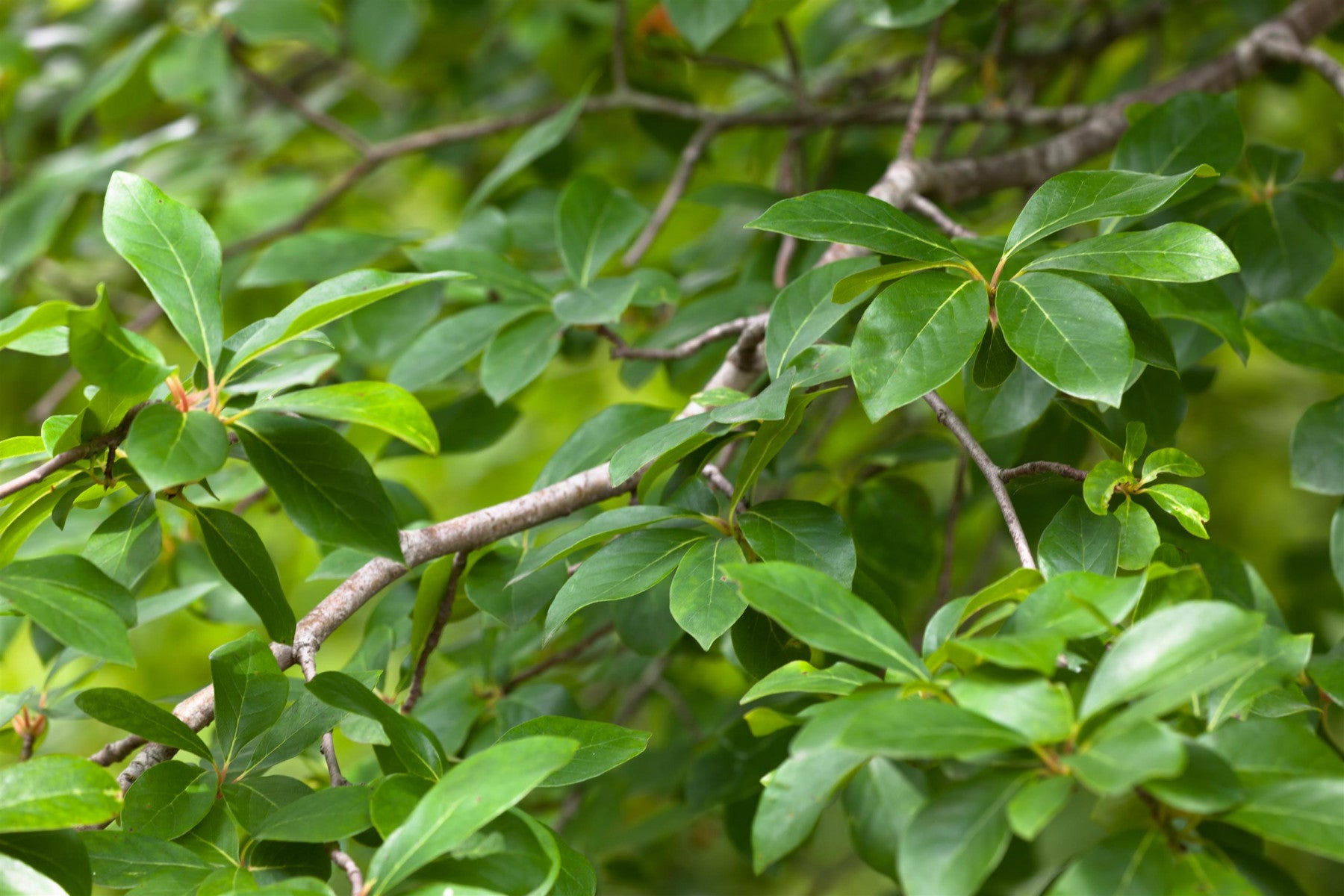 Nyssa sylvatica (Wald-Tupelobaum)