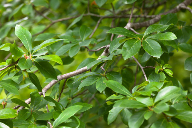 Nyssa sylvatica mit Blüte, erhältlich von 60-80 bis 175-200 cm ;;ab 49,60 Euro