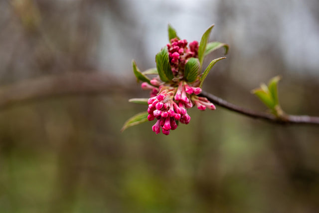 Viburnum bodnantense 'Dawn' mit Blüte, erhältlich von 40-60 bis 175-200 cm ;;ab 25,30 Euro