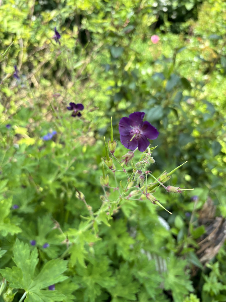 Geranium phaeum (Braunblütiger Storchschnabel)