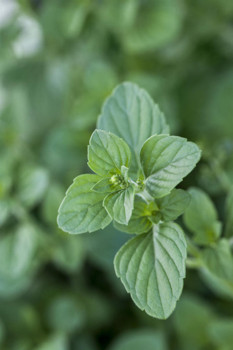 Calamintha nepeta ;;ab 3,70 Euro