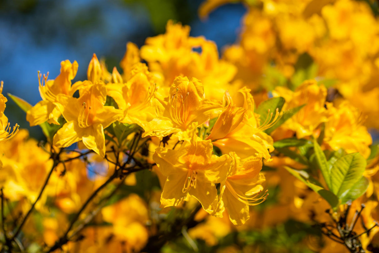 Rhododendron lut. 'Golden Sunset' mit Blüte, erhältlich von 40-50 bis 70-80 cm ;;ab 39,40 Euro