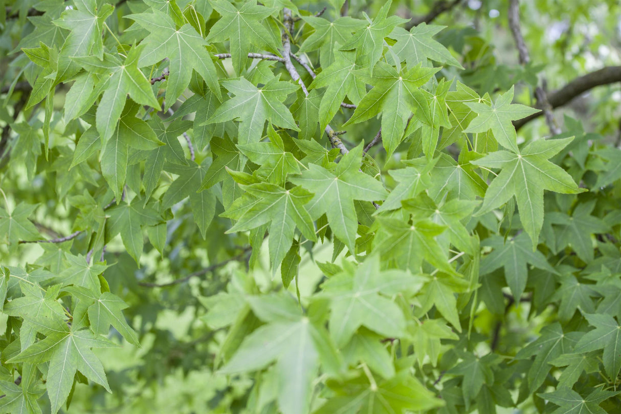 Sweetgum mit Sommerbelaubung, erhältlich als: Hochstamm, Solitär, Alleebaum ; Einsatz: Allein- und Gruppenstellung ; Pluspunkt: herbstfärbung;;günstig mit Qualität