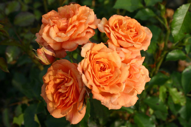 Rosa 'Bentheimer Gold' BT mit Blüte ;;ab 9,50 Euro