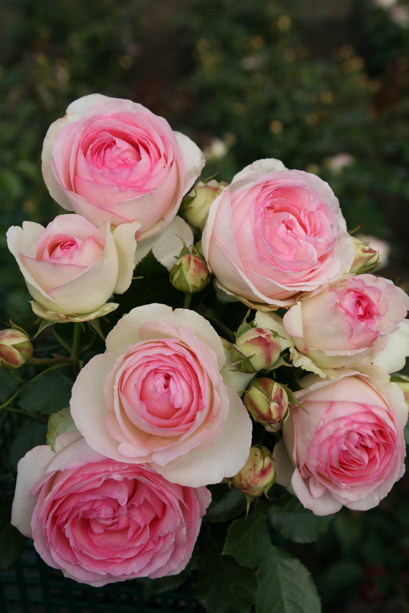 Rosa 'Eden Rose '85' KL (Kletterrose 'Eden Rose '85' -R-)