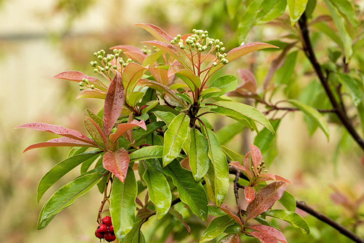 Photinia davidiana mit Sommerbelaubung ; Einsatz: Vogelnährgehölz ; Pluspunkt: vogelfreundlich;;