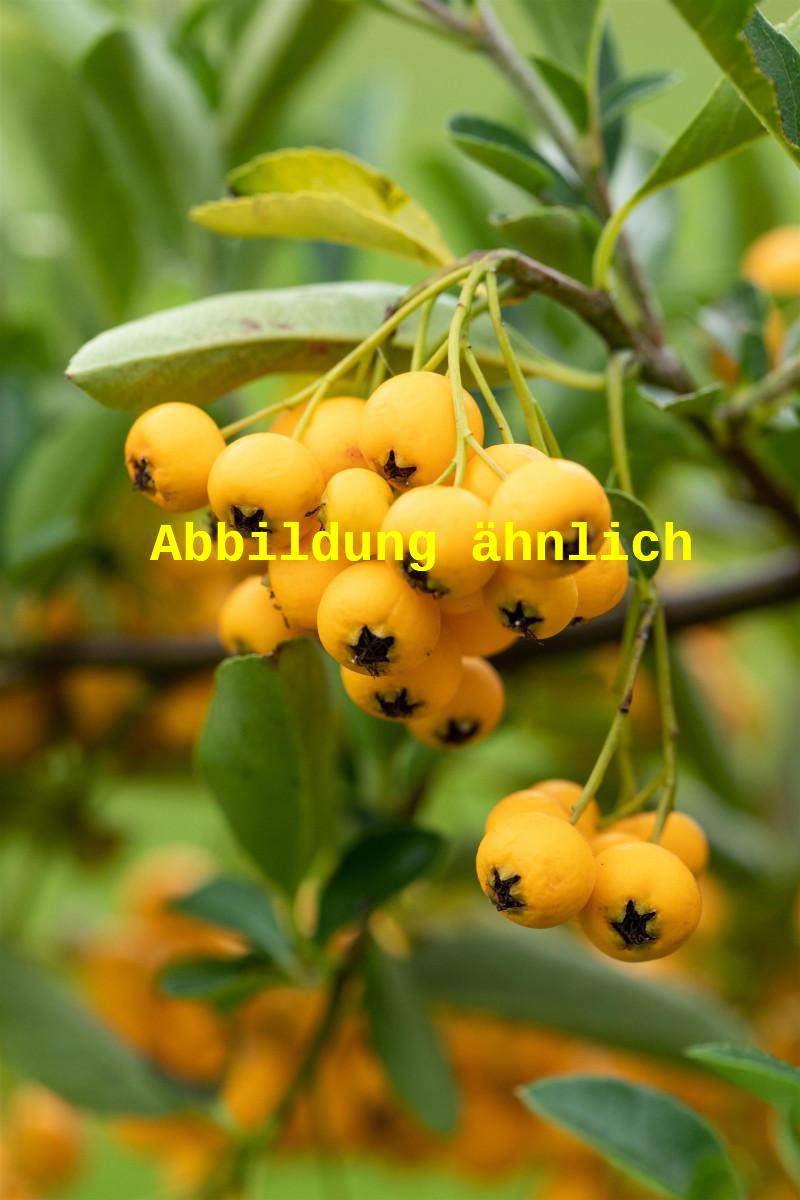 Pyracantha 'Golden Charmer' (Feuerdorn 'Golden Charmer')