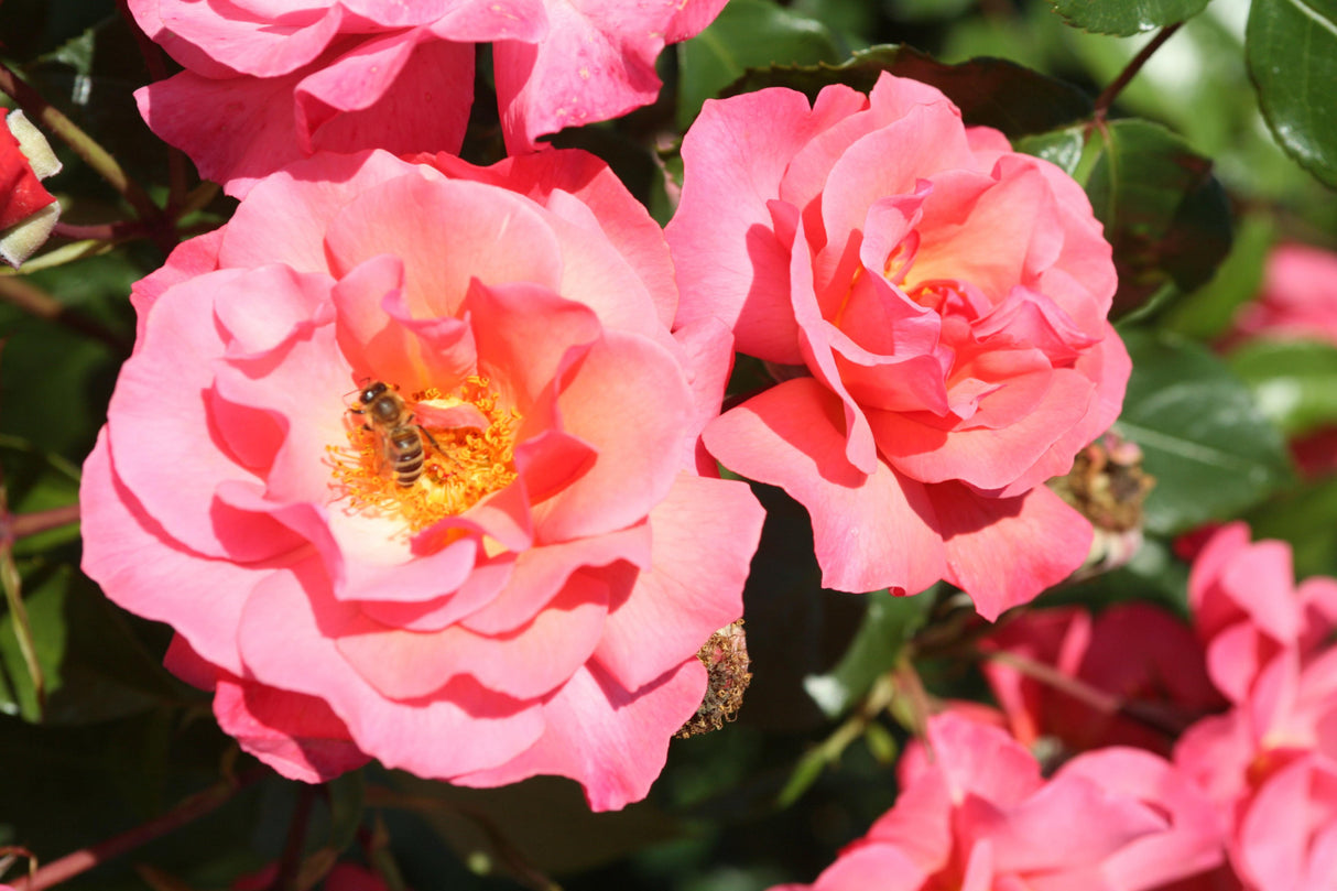 Rosa 'Rosenresli' STR mit Blüte ;;ab 8,10 Euro