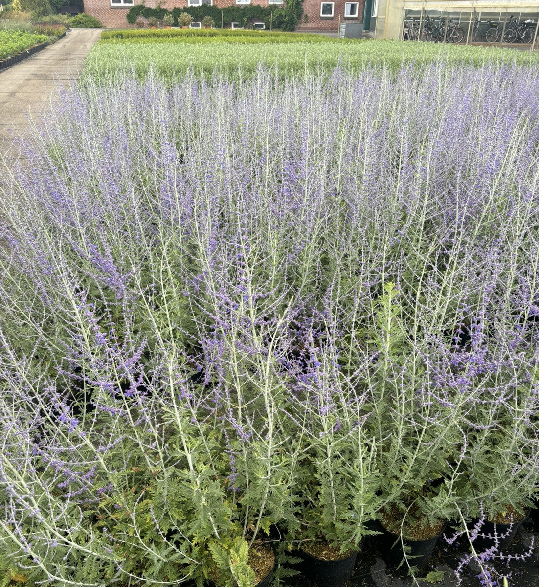 Perovskia abrotanoides mit Blüte, erhältlich als: ; Einsatz: Staudenbeet ; Pluspunkt: trockenheitsverträglich;;günstig mit Qualität